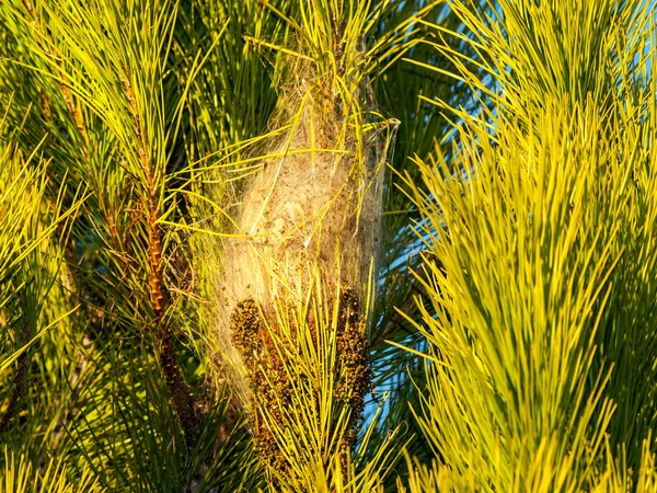 Thaumetopoea pityocampa, Nido procesional de oruga en un pino — Foto de Stock