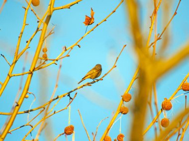 Phoenicurus ochruros, çınar dal üzerinde kış siyah kızılkuyruk