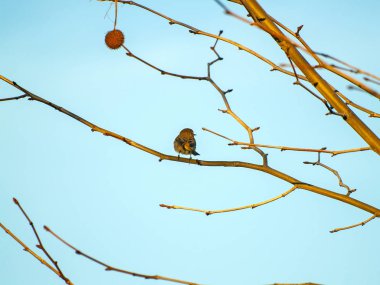 Phylloscopus trochilus, bir çınar ağacı üzerinde kış tıraşlama willow ötleğen