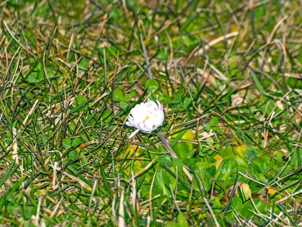 デイジーの花草の上 — ストック写真