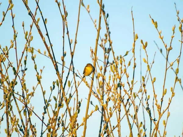 Phylloscopus trochilus, fűzfa poszáta predellán egy fa, a téli — Stock Fotó