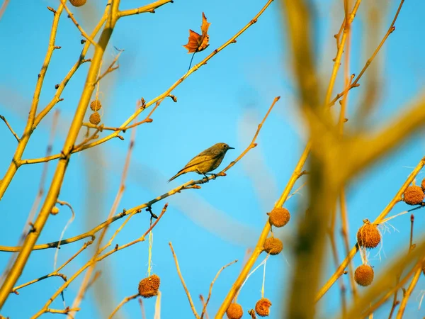 Phoenicurus ochruros, Hausrotschwanz auf einem Platanenzweig im Winter — Stockfoto