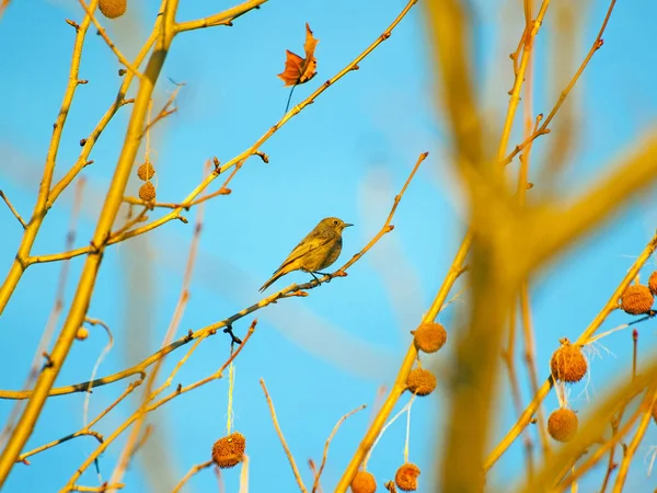 Phoenicurus ochruros, Hausrotschwanz auf einem Platanenzweig im Winter — Stockfoto