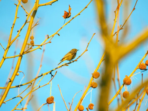 Phoenicurus ochruros, Redstart preto em um ramo de sicômoro no inverno — Fotografia de Stock