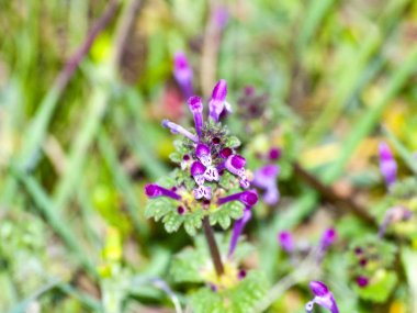 Lamium amplexicaule, Mor çiçek çimenlerin üzerinde