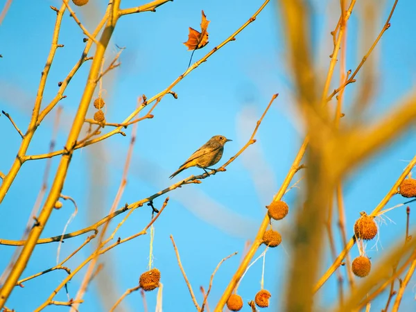 Phoenicurus ochruros, Hausrotschwanz auf einem Platanenzweig im Winter — Stockfoto