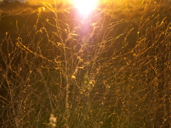 Sunset through vegetation and spider web — Stock Photo, Image
