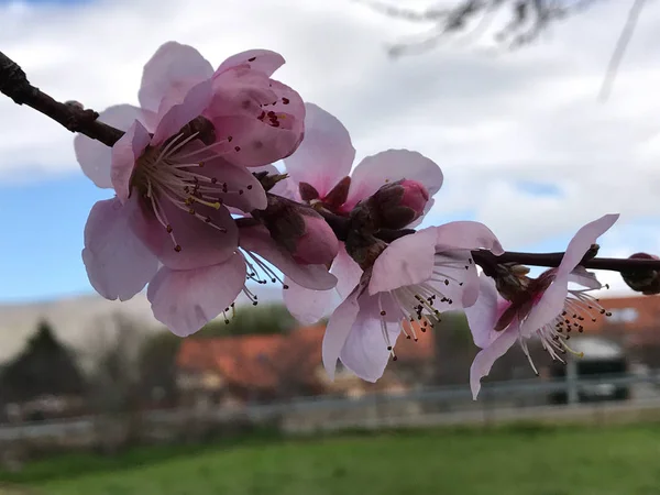 Macro Fotografía del almendro en flor en primavera — Foto de Stock