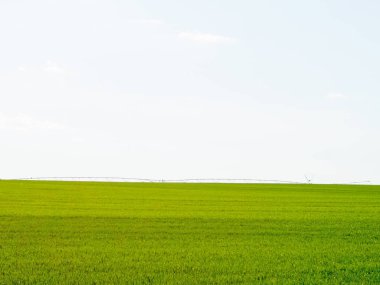 Yeşil buğday alanında güneşli bir gün ve bir sulama sistemi