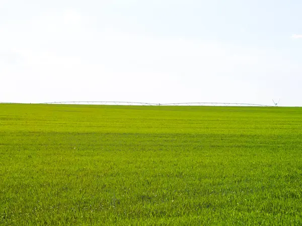 绿色的麦田，在晴朗的一天和灌溉系统 — 图库照片