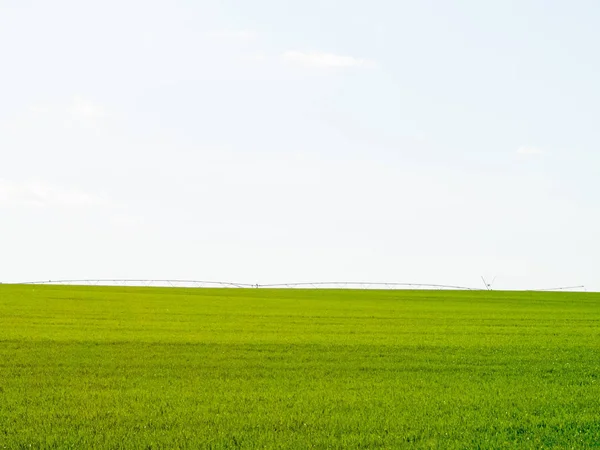 Green wheat field in a sunny day and a irrigation system — Stock Photo, Image