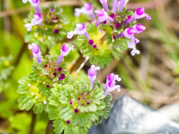 Lamium amplexicaule - Henbit bir çayır çiçek üzerinde