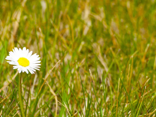 Bellis perennis - Gänseblümchen auf dem Gras im Frühling — Stockfoto