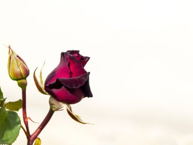 Kırmızı metin kopyalama yeri olan çiçek açan gül