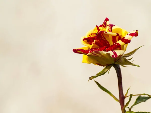 Rosa vermelha e amarela em flor com espaço de cópia para texto — Fotografia de Stock