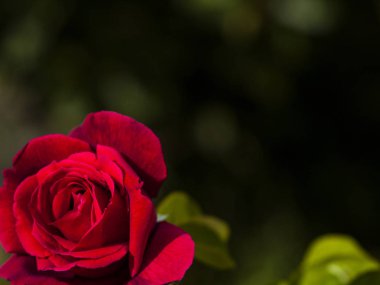 Kırmızı metin kopyalama yeri olan çiçek açan gül