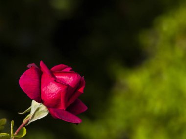 Kırmızı metin kopyalama yeri olan çiçek açan gül