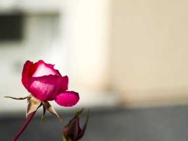 Metin kopyalama yeri olan çiçek açan pembe Gül