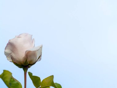 Beyaz metin kopyalama yeri olan çiçek açan gül