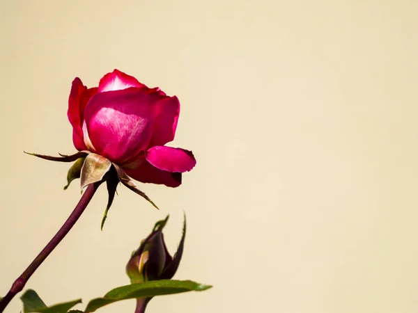 粉红色的玫瑰在绽放着文本的副本空间 — 图库照片