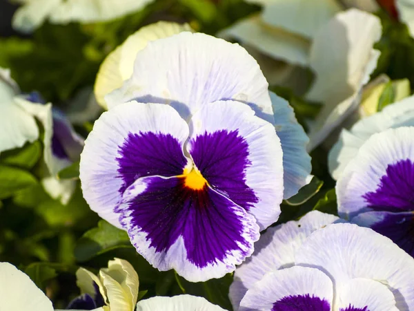 Viola tricolor hortensis - Violas blancs et violets sur un jardin urbain au printemps — Photo