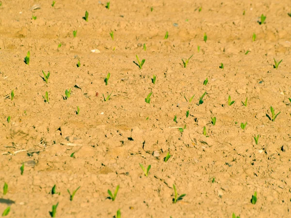 봄 날에 성장에 옥수수 밭 — 스톡 사진