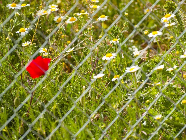 Overvloed van bloemen, margrieten en papavers op platteland — Stockfoto