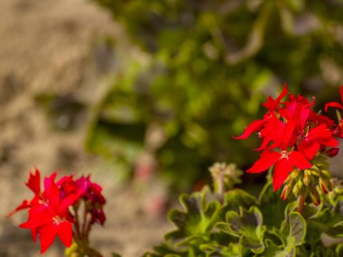 Sardunya bir kentsel bahçesinde Bahar üzerinde