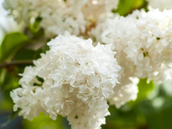 Šeřík, bílá lila na kvetoucí na jaře na zahradu — Stock fotografie