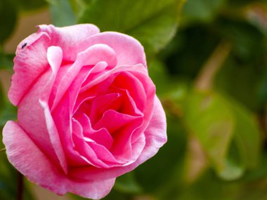 Bir bahçe ilkbaharda çiçek açan üzerinde pembe Gül