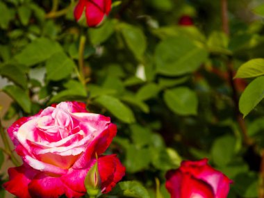 Bir bahçe ilkbaharda çiçek açan üzerinde pembe Gül