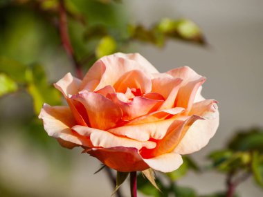 Bir bahçe ilkbaharda çiçek açan üzerinde turuncu gül