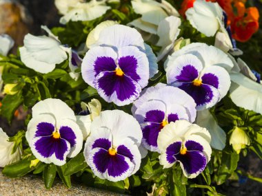 Viola tricolor hortensis - White and purple Violas on an urban garden clipart