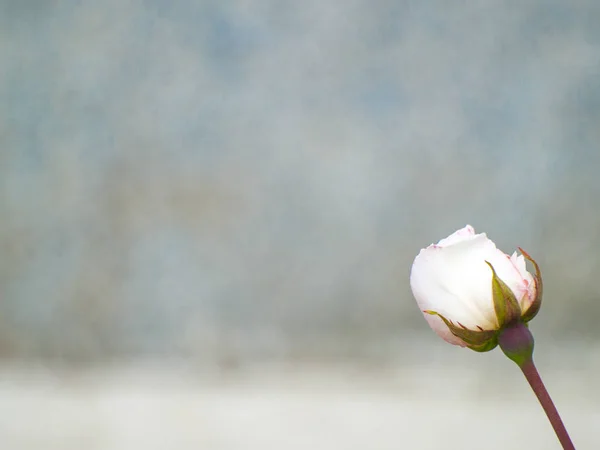 Rosa blanca en flor con espacio de copia para texto — Foto de Stock