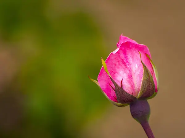 Pink rose w kwitnący z miejsca kopiowania tekstu — Zdjęcie stockowe