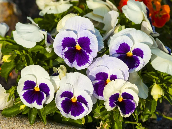 Viola tricolor hortensis - Violas blancs et violets sur un jardin urbain — Photo