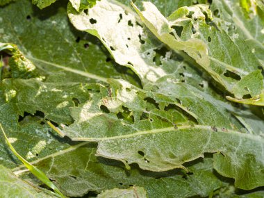 Bir zararlı bitki örtüsü içinde neden olduğu çevre sorunu