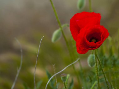 Metin kopyalama yeri olan yeşil bir alan üzerinde kırmızı haşhaş