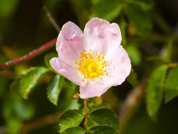 Rosa canina - Wild rose on blooming in springtime — Stok Foto