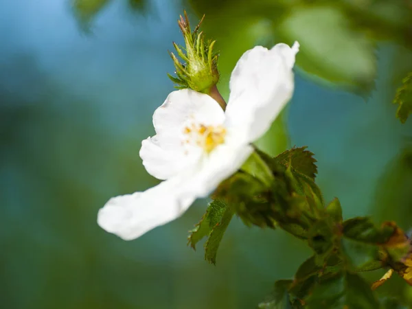 Rosa Canina-Dzika róża na kwitnący wiosną — Zdjęcie stockowe