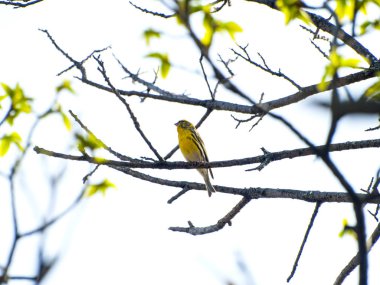 Spinus spinus - Avrasya siskin bahar da bir ağaç üzerinde şarkı