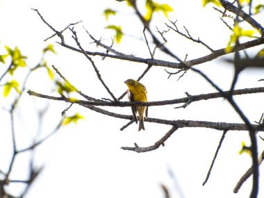 Spinus spinus - Avrasya siskin bahar da bir ağaç üzerinde şarkı