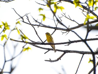 Spinus spinus - Avrasya siskin bahar da bir ağaç üzerinde şarkı