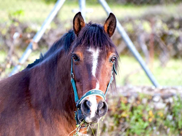 Caballo marrón en una granja en el campo en primavera —  Fotos de Stock