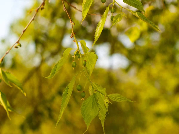 Celtis australis - Fruta verde en un árbol de miel en primavera — Foto de Stock