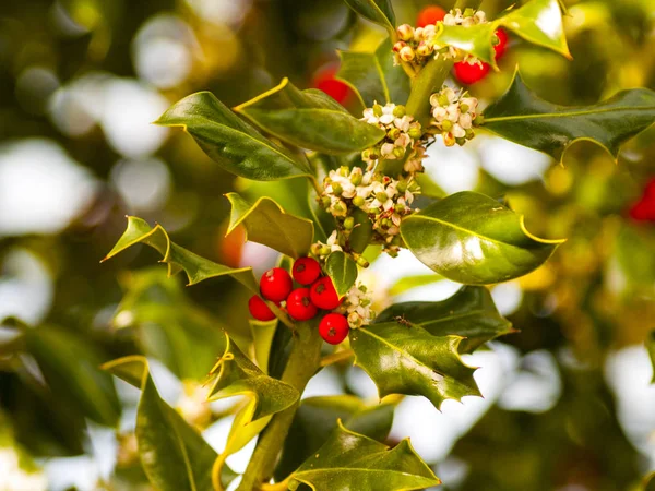 Ilex aquifolium - Holly on blooming in springtime with red fruits and flowers — Stock Photo, Image