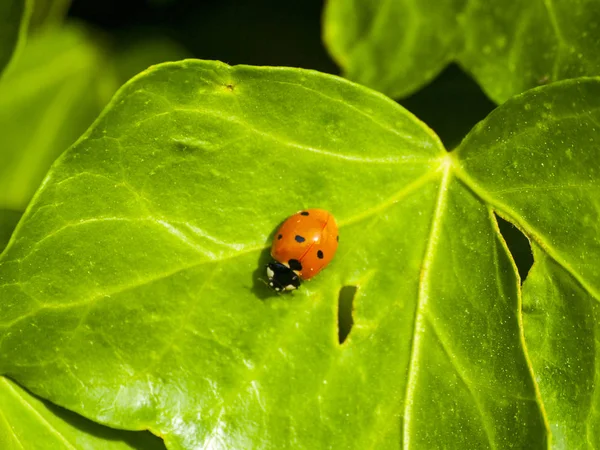 七星瓢虫-春天的绿色叶片上的瓢虫 — 图库照片