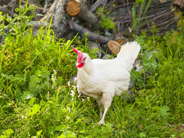 White hen grazing green grass on countryside on springtime