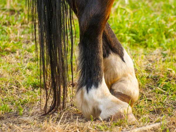 Detalle de los cascos de un caballo en un prado en primavera —  Fotos de Stock