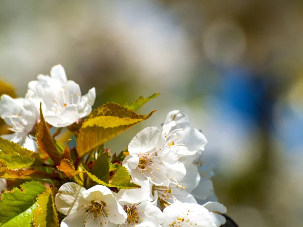 Cerezo en floración en primavera con espacio de copia — Foto de Stock